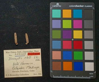 Media type: image; Malacology 129569 Description: An image of specimen MCZ:Mala:129569 and its labels.;